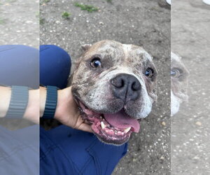 Jax - Male Bulldog-Unknown Mix Dog for Adoption - Photo #3