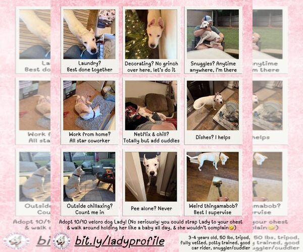 Medium Photo #4 Mutt Puppy For Sale in Decatur, GA, USA