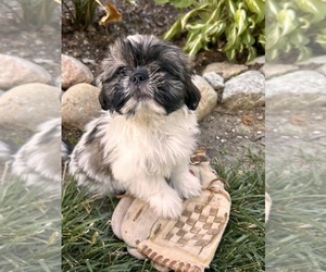 Shih Tzu Puppy for sale in MIDDLEBURY, IN, USA