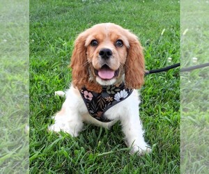 Cockalier Puppy for sale in CARLISLE, KY, USA