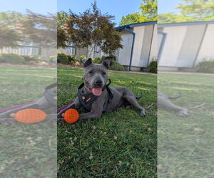 American Pit Bull Terrier Dogs for adoption in Menifee, CA, USA