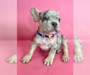 French Bulldog Puppy for sale in TUCSON, AZ, USA