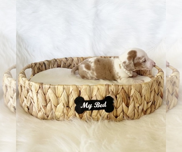 Medium Photo #4 Dachshund Puppy For Sale in DAVIS, CA, USA