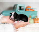 Small #3 Border Collie