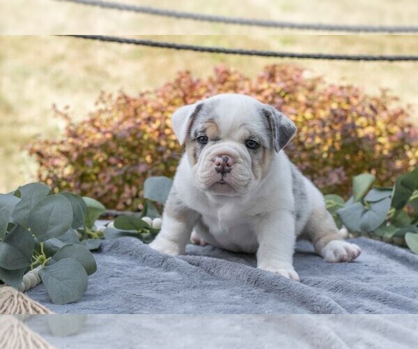 Medium Photo #1 Beabull Puppy For Sale in MILLERSBURG, OH, USA