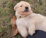 Puppy Sunnie Golden Retriever