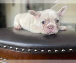 Puppy 4 French Bulldog