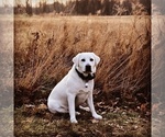 Small Photo #1 Labrador Retriever Puppy For Sale in GREER, SC, USA