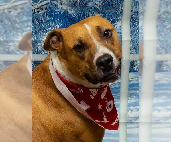 Medium Photo #1 Basenji-Unknown Mix Puppy For Sale in Sanford, FL, USA