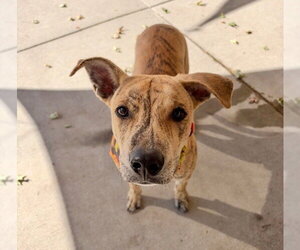 Greyhound-Unknown Mix Dogs for adoption in Tulsa, OK, USA