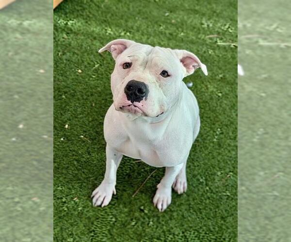 Medium Photo #2 American Pit Bull Terrier-Unknown Mix Puppy For Sale in Las Vegas, NV, USA