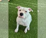 Small #1 American Pit Bull Terrier Mix