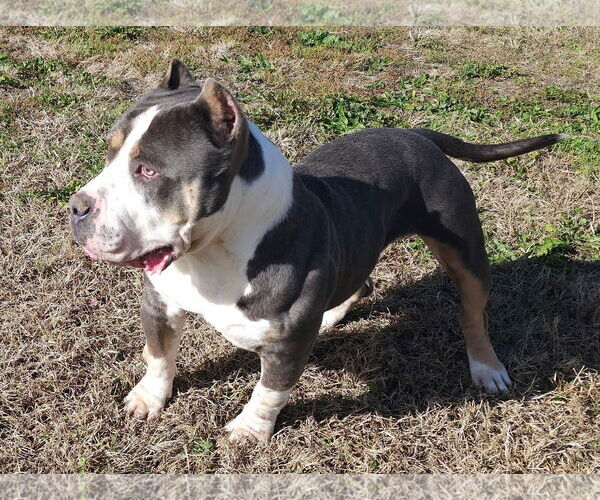 Medium Photo #3 American Bulldog Puppy For Sale in Georgetown, KY, USA