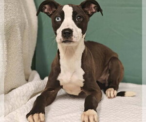 Mutt Dogs for adoption in Royal Palm Beach, FL, USA