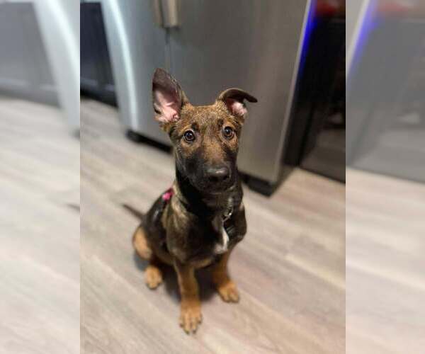 Medium Photo #4 Mutt Puppy For Sale in Imlay City, MI, USA