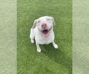 Australian Shepherd Dogs for adoption in Coralville, IA, USA