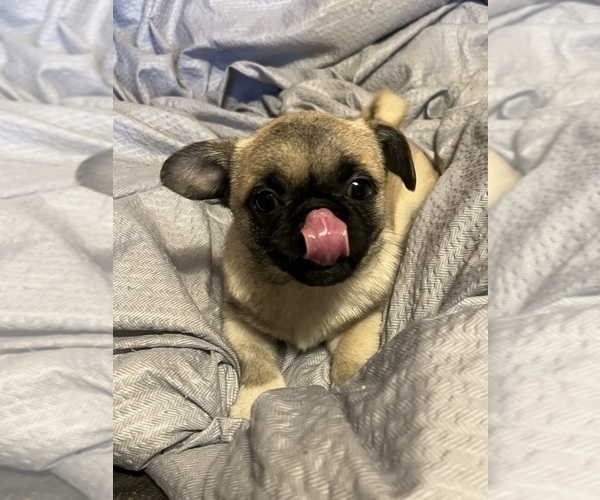 Medium Photo #7 Pug Puppy For Sale in MERIDEN, MN, USA