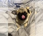 Small #6 Pug