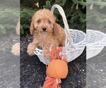 Small #2 Cavapoo mix (+ Poodle Miniature)