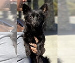 Small Chihuahua Mix