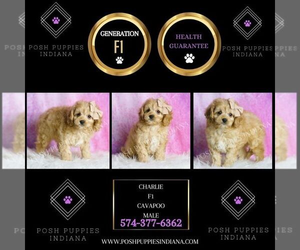 Medium Photo #2 Cavapoo Puppy For Sale in WARSAW, IN, USA