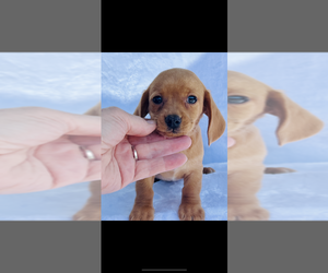 Dachshund Puppy for sale in NILES, MI, USA