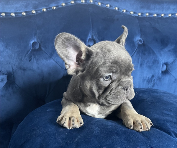 Medium Photo #4 French Bulldog Puppy For Sale in WEST HOLLYWOOD, CA, USA