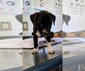 Labrador Retriever-Unknown Mix Dogs for adoption in Corpus Christi, TX, USA