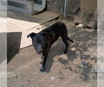 Small #5 Labrador Retriever Mix