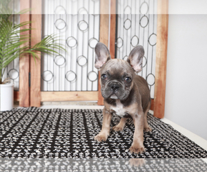 French Bulldog Puppy for sale in NAPLES, FL, USA