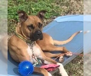 Black Mouth Cur-Boxer Mix Dogs for adoption in Bristol, CT, USA