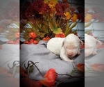 Small Photo #9 Labradoodle Puppy For Sale in COLDWATER, MI, USA