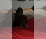 Small #9 American Pit Bull Terrier Mix