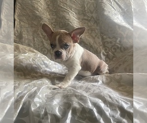 French Bulldog Puppy for sale in NORTH CHARLESTON, SC, USA