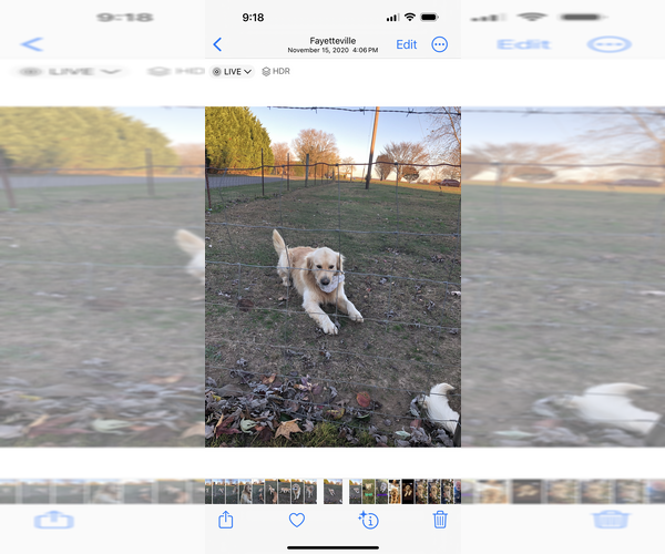 Medium Photo #7 Golden Retriever Puppy For Sale in FAYETTEVILLE, TN, USA