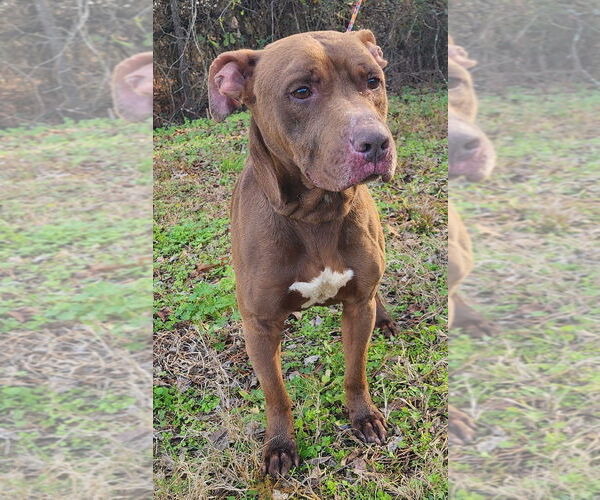 Medium Photo #4 American Pit Bull Terrier-Unknown Mix Puppy For Sale in Wetumpka, AL, USA
