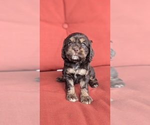 Cocker Spaniel Puppy for sale in GOSHEN, IN, USA