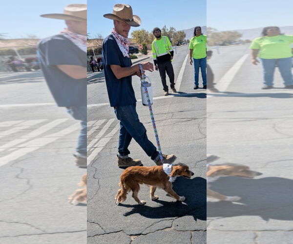 Medium Photo #4 Cavalier King Charles Spaniel-Unknown Mix Puppy For Sale in Apple Valley, CA, USA