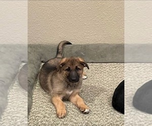 German Shepherd Dog Dog for Adoption in MANSFIELD, Texas USA