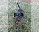Small #5 Dachshund