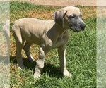 Small #12 Great Dane