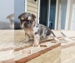 Puppy April French Bulldog