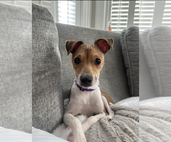 Medium Photo #7 Jack Chi Puppy For Sale in Rockaway, NJ, USA