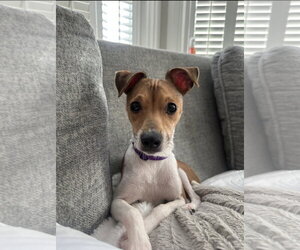 Lima Sussex - Male Jack Chi Dog for Adoption - Photo #7
