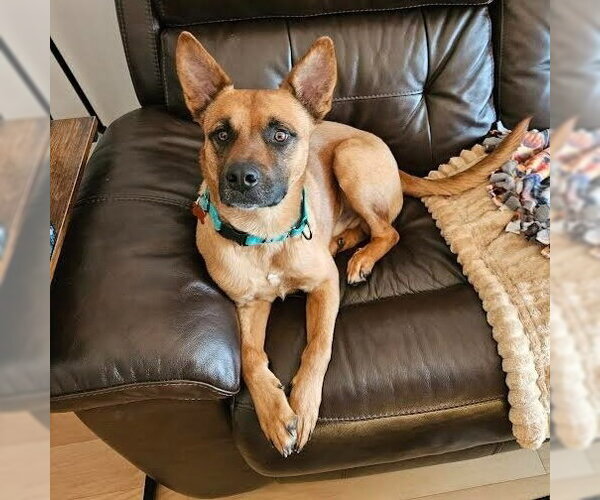 Medium Photo #13 German Shepherd Dog-Unknown Mix Puppy For Sale in Minneapolis, MN, USA