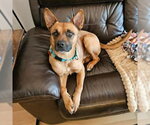 Small Photo #13 German Shepherd Dog-Unknown Mix Puppy For Sale in Minneapolis, MN, USA