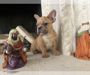 French Bulldog Puppy for sale in MORENO VALLEY, CA, USA