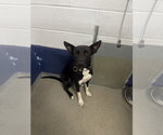 Small Photo #2 Mutt Puppy For Sale in Sterling, MA, USA