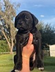 Small Photo #2 Cane Corso Puppy For Sale in SEFFNER, FL, USA