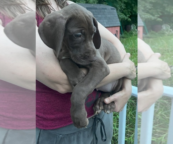 Medium Photo #177 Great Dane Puppy For Sale in SPRAGGS, PA, USA
